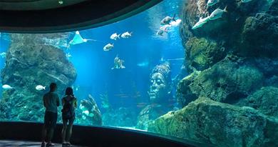 Thái Lan: Bangkok - Pattaya (Khách sạn 4* - Tham quan Safari World & Thưởng thức buffet tối trên Du thuyền 5 sao) | Mùng 2 Tết