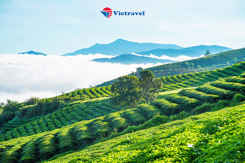 Đà Lạt - Thác Bobla - Mongo Land - Fresh Garden (Tour Giá Sốc) - Festival Hoa 2022