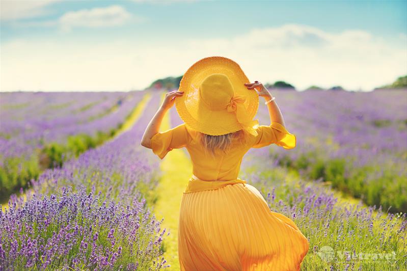 Anh Quốc - Scotland (Mùa hoa Lavender)