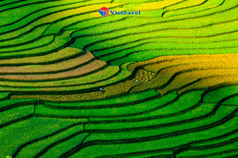 Tây Bắc: Hà Nội - Nghĩa Lộ - Tú Lệ - Mù Cang Chải - Sapa - Fansipan - Lai Châu - Điện Biên - Sơn La - Mộc Châu Island - Trải nghiệm cầu kính đi bộ dài nhất thế giới