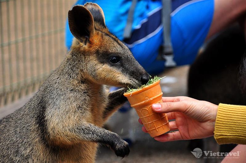 Úc: Melbourne - Dandenong -  Yarra Valley -  Sydney - Blue Mountain