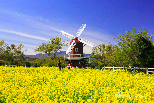 Hàn Quốc: Seoul- Jeju - Vườn Morning Calm | Trải nghiệm hái quýt tại vườn | Đón Giáng Sinh | Sắc Thu - Đông 2022 | Lời Cảm Ơn Từ Trái Tim